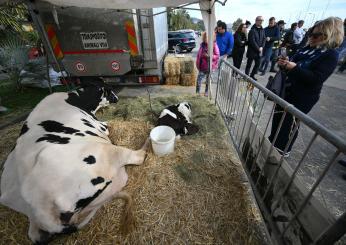 Mucca Ercolina sul red carpet a Sanremo 2024: simbolo della protesta degli agricoltori | VIDEO