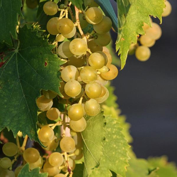 Non serve solo a fare il vino: ecco le ricette con l’uva bianca