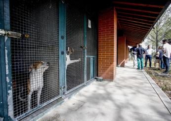 Usa, muore il padrone e il suo cane Nikki non si stacca dal suo peluche