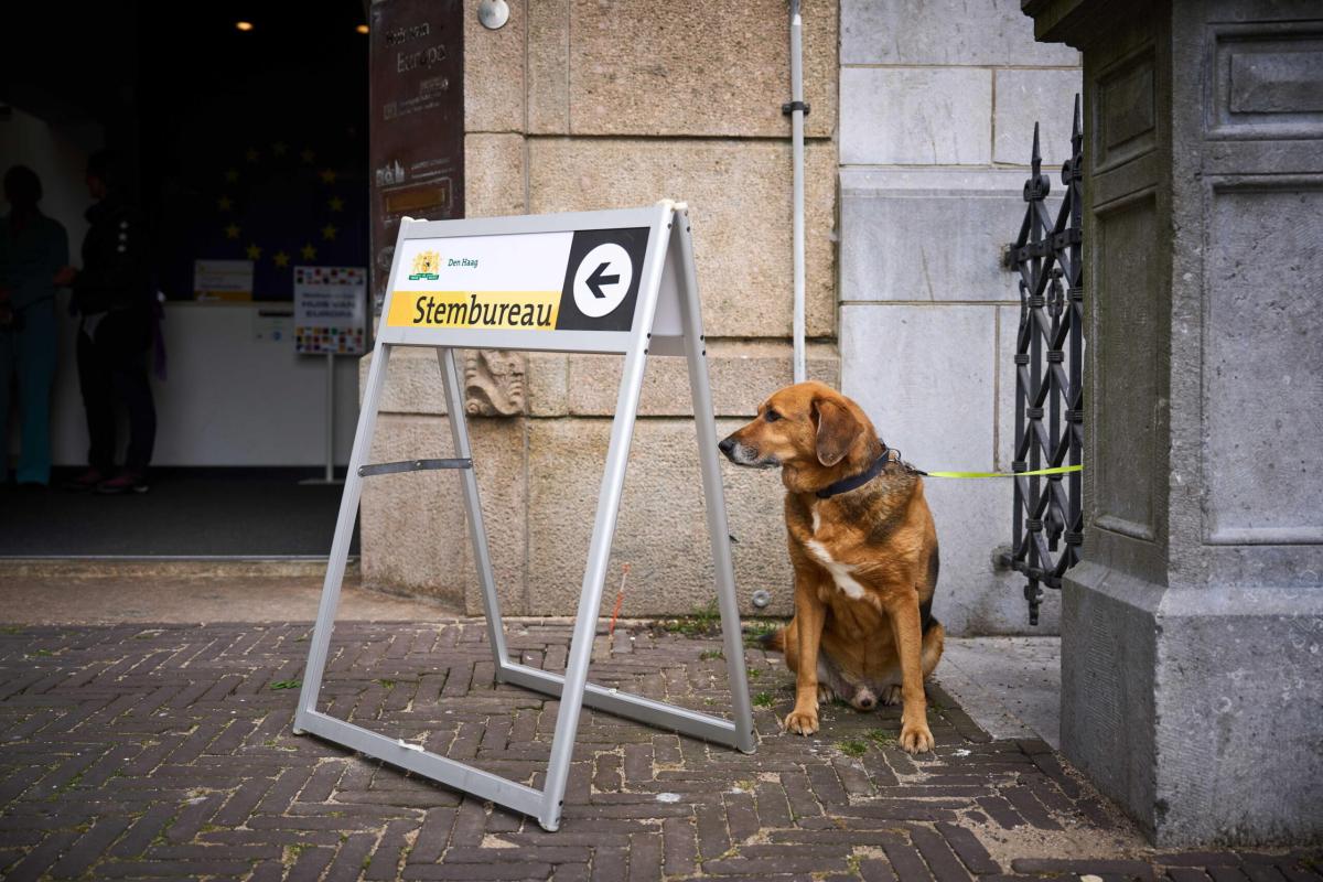 Elezioni europee 2024, si può andare a votare con il cane?