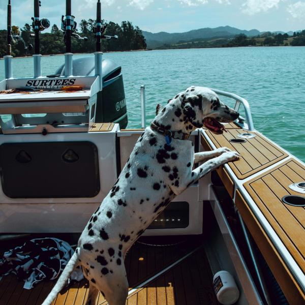 Posso portare il mio cane in barca? Suggerimenti per una vita di bordo serena