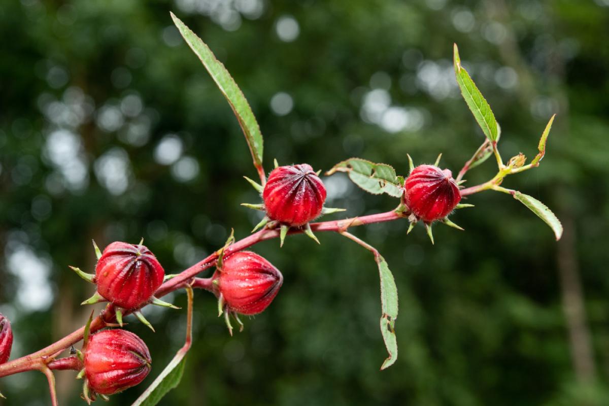 Che proprietà hanno le bacche di rosa canina: uso e controindicazioni