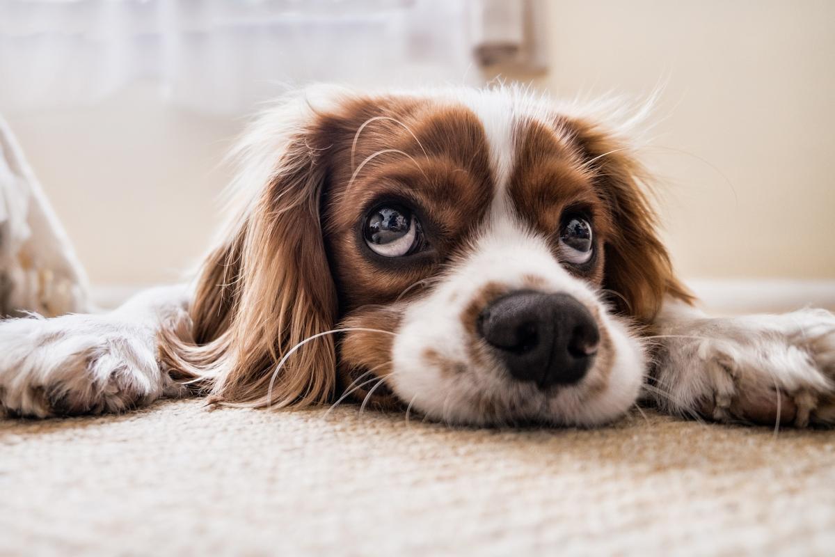 Perché i cani ci leccano? Ecco le possibili cause