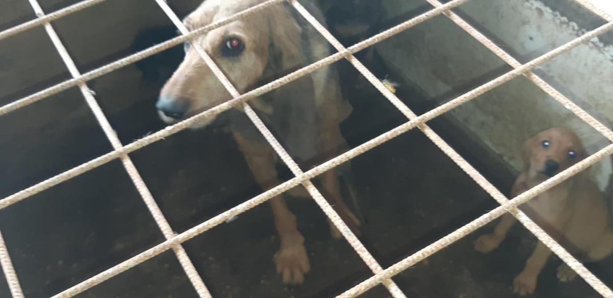 Pordenone: Gdf sequestra cuccioli di cani di razza pregiata