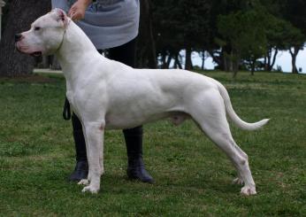 Dogo argentino: carattere, educazione e allevamento