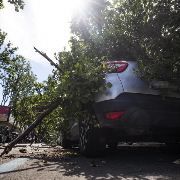 Albero caduto su auto: come ottenere il risarcimento (e quando si può)