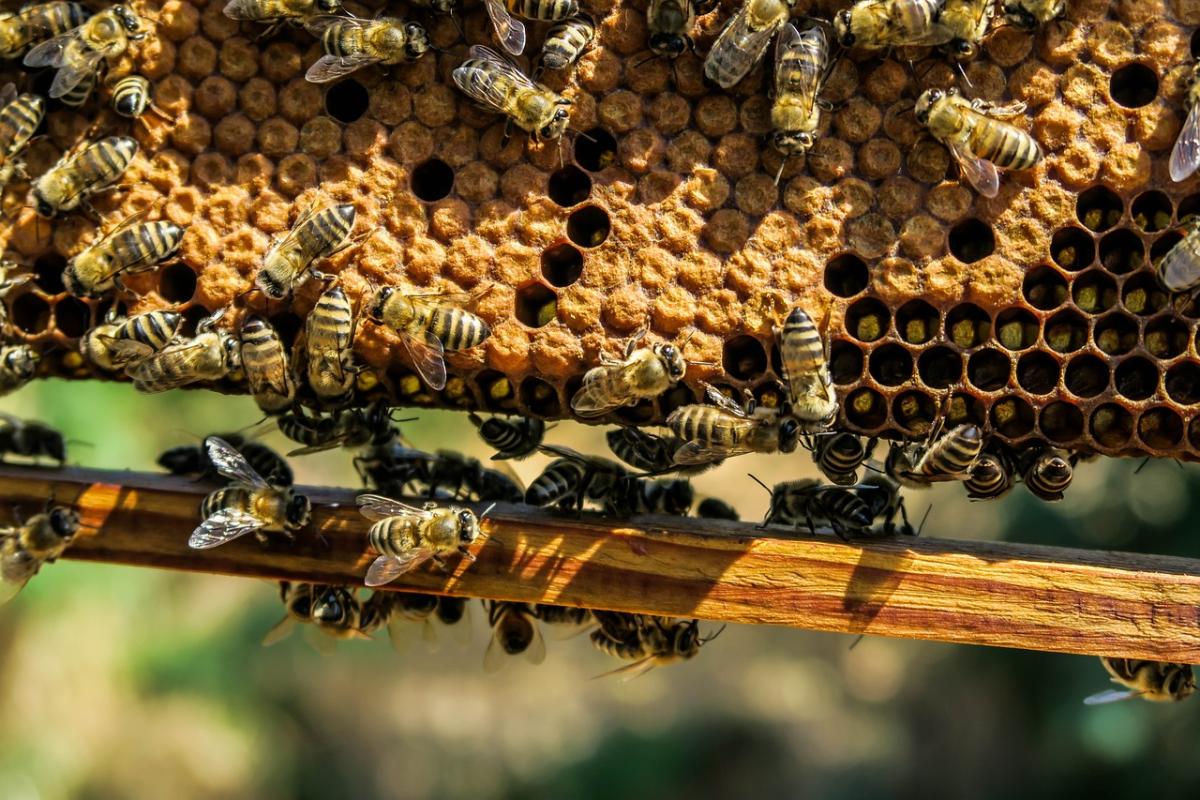 Approvato il primo vaccino per le api, le proteggerà dalla peste am…