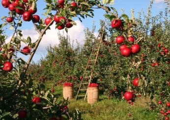 Giornata biologico, Italia leader europeo agricoltura