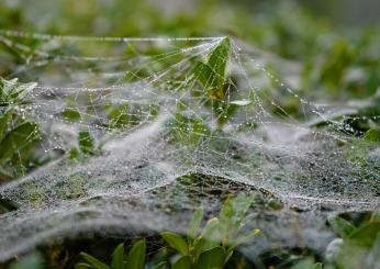 Ragnatele giganti in Emilia Romagna, l’esperto di aracnologia Carlo Maria Legittimo: “Fenomeno causato dalle alluvioni ma innocuo”