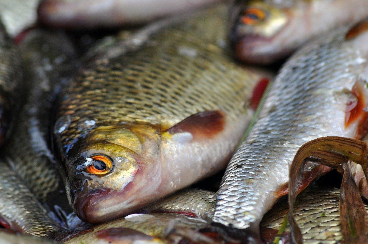 Pesce tombarello: come cucinarlo in tre modi sfiziosi