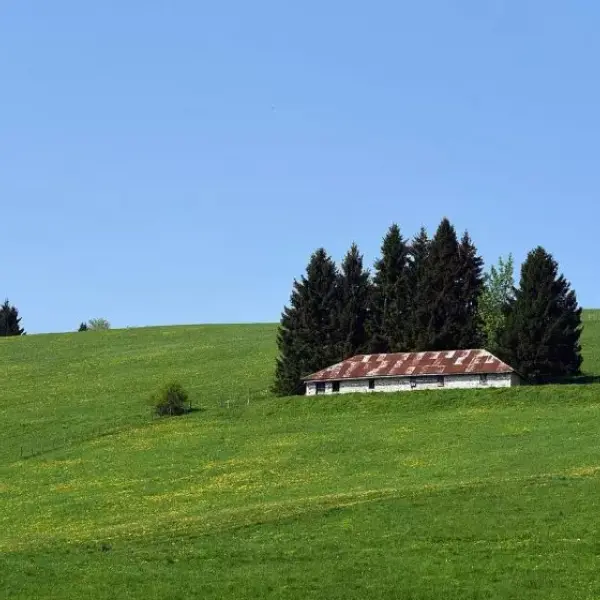 Quali sono i migliori formaggi di montagna: gusto e salute insieme