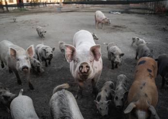 Serpentara cinghiali, animalisti impediscono cattura degli animali dinanzi alla Polizia