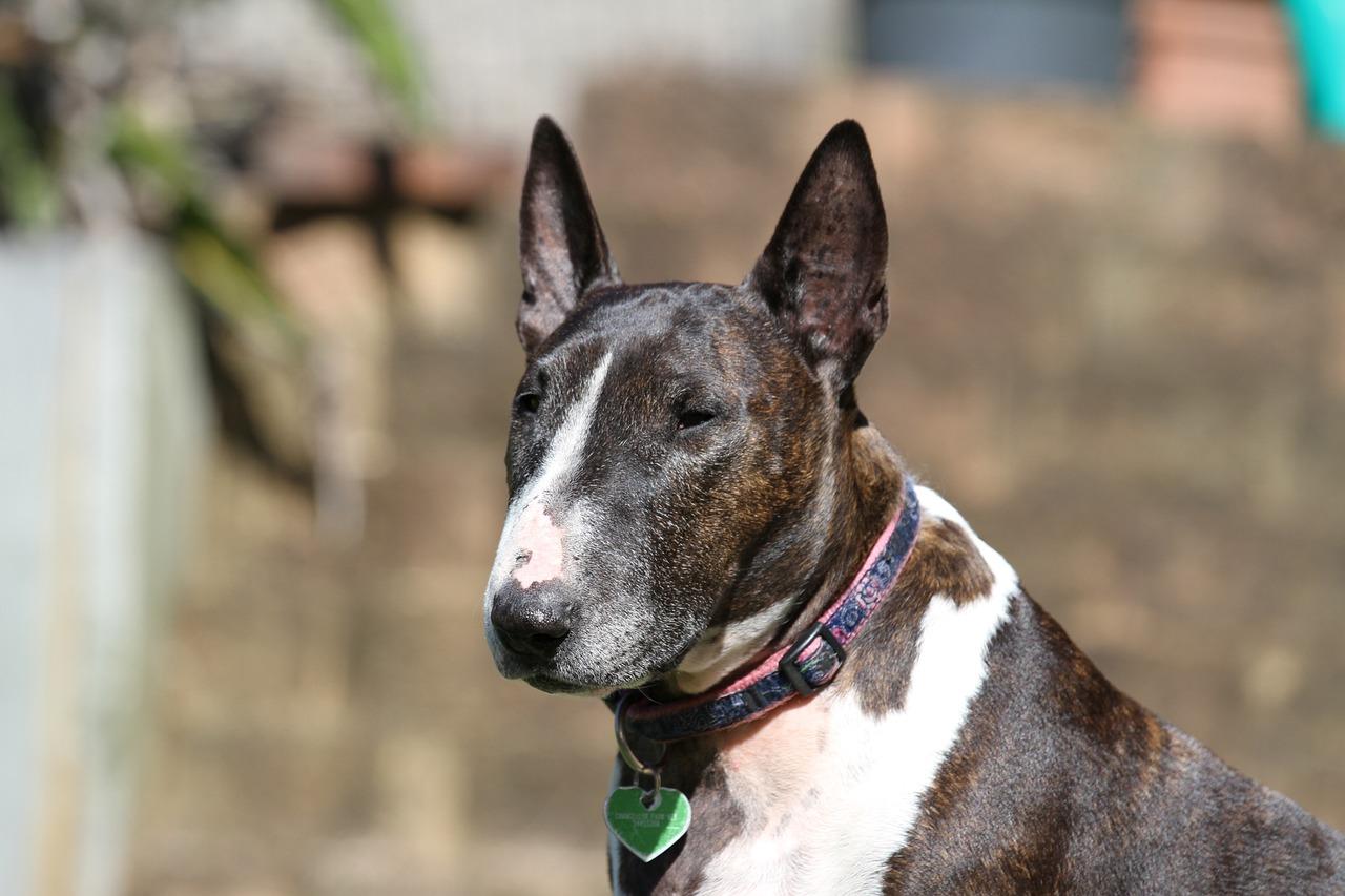 Il Bull Terrier è pericoloso e aggressivo? Ecco com’è il carattere e cosa sapere prima di prendere un cane di questa razza