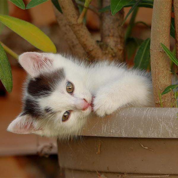 Quali sono le piante tossiche per cani e gatti, come riconoscere i sintomi di avvelenamento e rischi