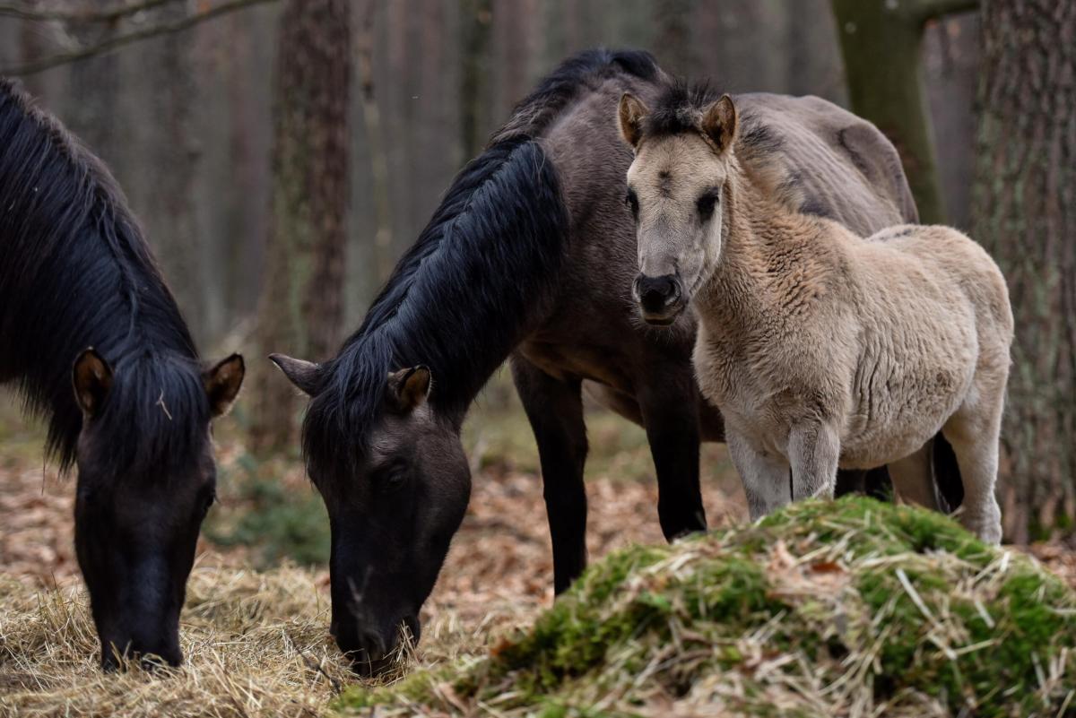 Palermo, corsa clandestina di pony finisce con uno schianto: il vid…