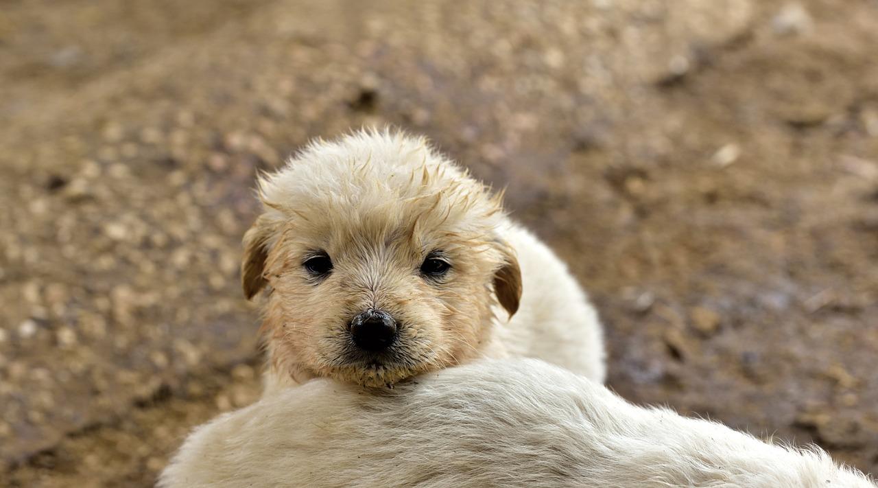 Crudeltà ad Altamura: tre cuccioli gettati in un pozzo insieme alla loro mamma. Gli animalisti: “Chi sa, si faccia avanti”