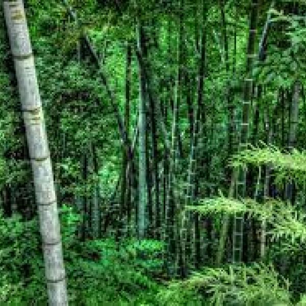 L’aria della foresta diminuisce l’ansia: lo studio del CNR