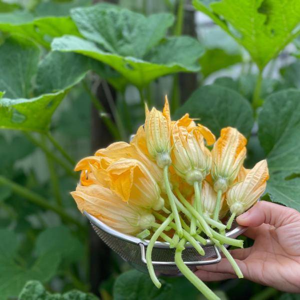 Quante ricette con i fiori di zucca ripieni!