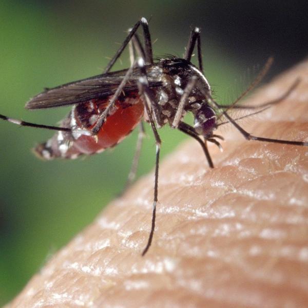 West Nile, aumentano le terapie intensive. I medici: “Il virus sembra particolarmente aggressivo”