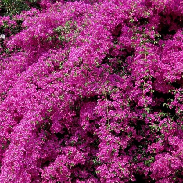 Chi ha inventato il color porpora? Ecco perché è il colore della ricchezza, del potere e dei sacerdoti