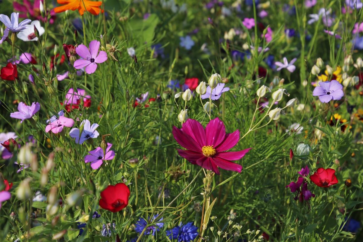 Come rendere bello il giardino? Ecco alcune pratiche, e consigli, da seguire