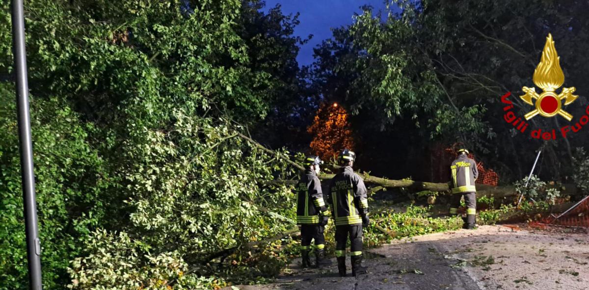 Brescia, a Cedegolo un albero cade a causa del maltempo e colpisce …