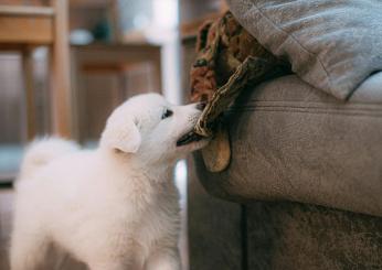 Perché il mio cane morde tutto? Significato e quando intervenire