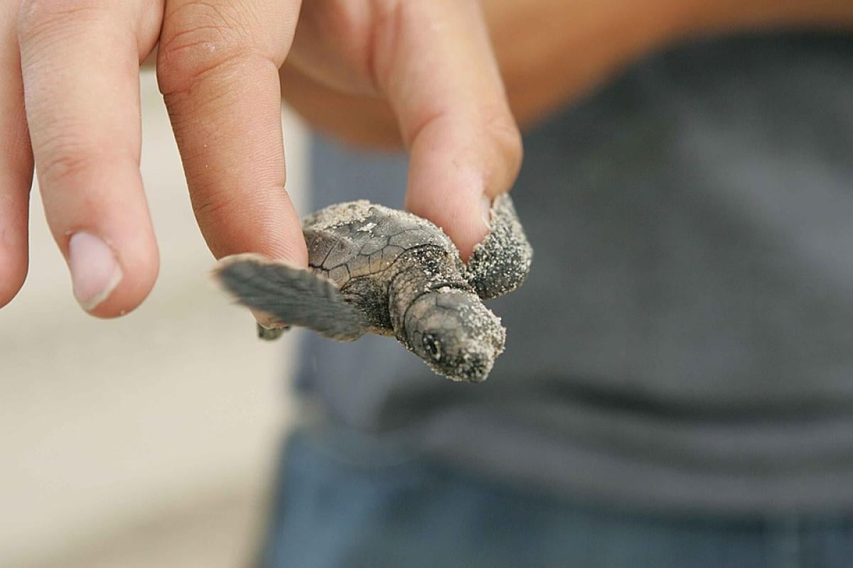 Lampedusa, nati i primi esemplari di tartaruga Caretta Caretta: son…