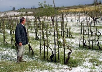 Sos grandine, la Coldiretti lancia l’allarme per le colture dopo il grande caldo