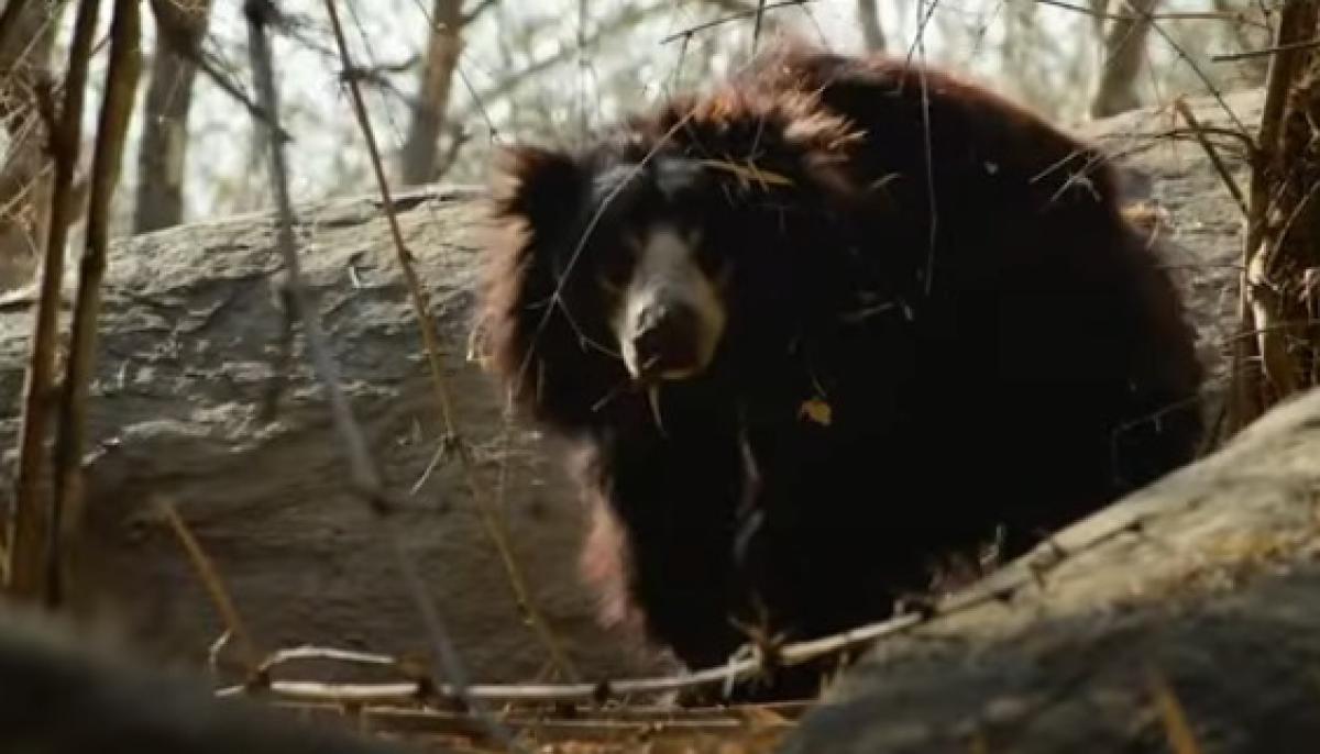 Orso Baloo, dove vive? Ecco l’habitat del Melursus ursinus che ha i…