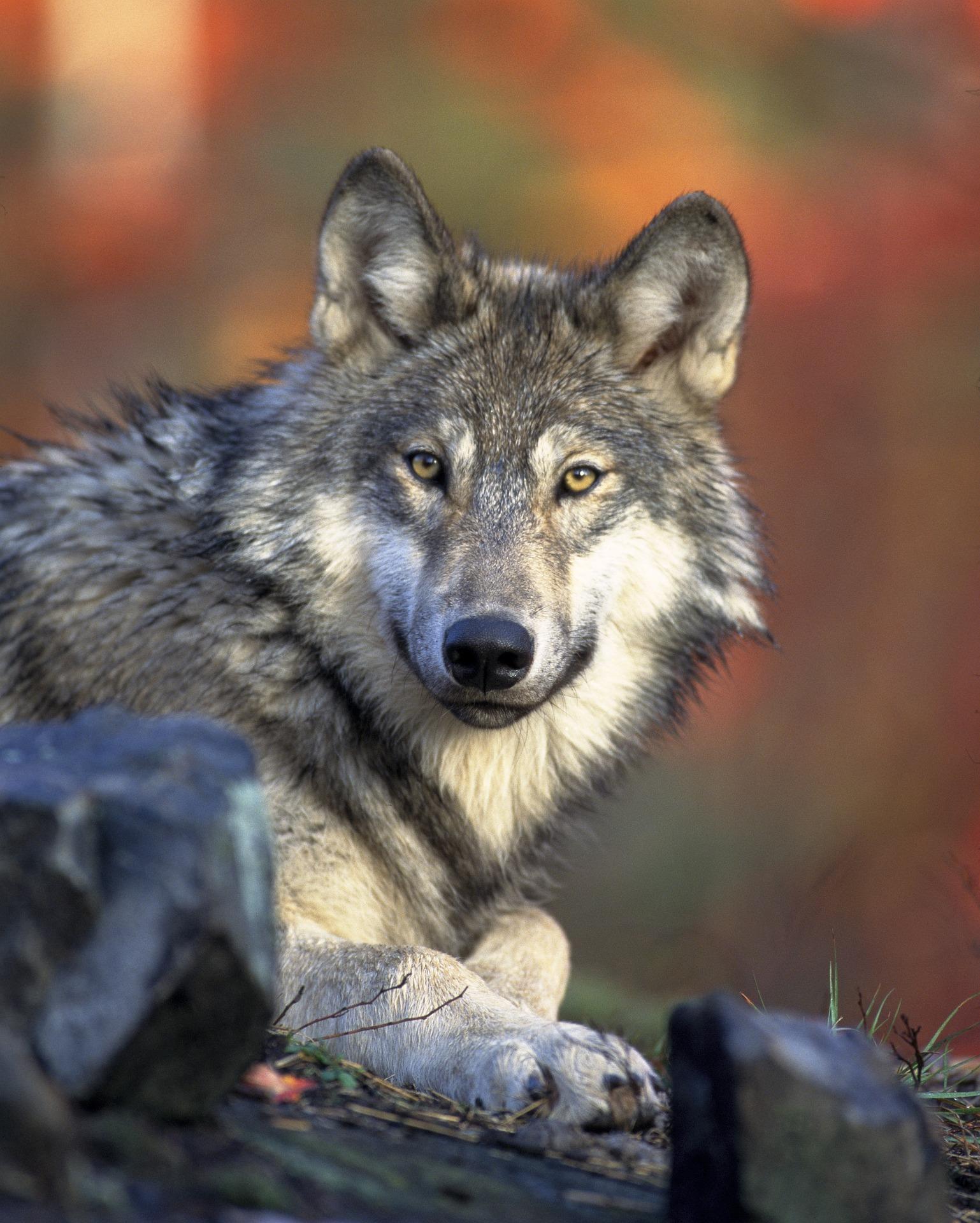 Cosa fare quando si incontra un lupo? Un vademecum per gli appassionati della natura