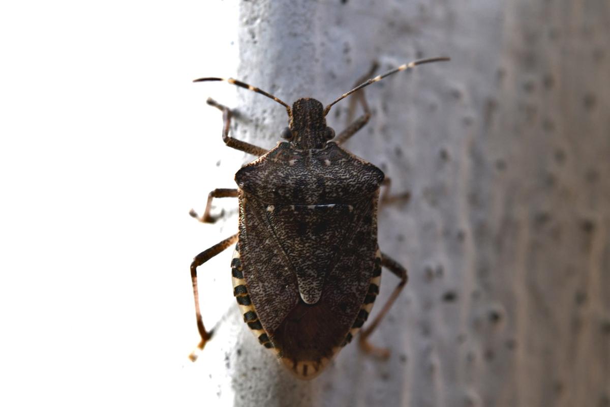 Cosa sono le cimici dei letti e come riconoscerle? I metodi natural…