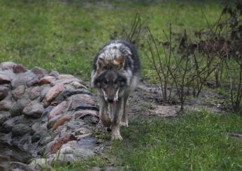 Lupi a Gradara attaccano un’azienda agricola, donna rischia di esse…