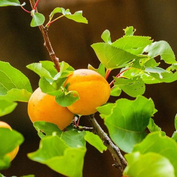 Le albicocche, il frutto del benessere