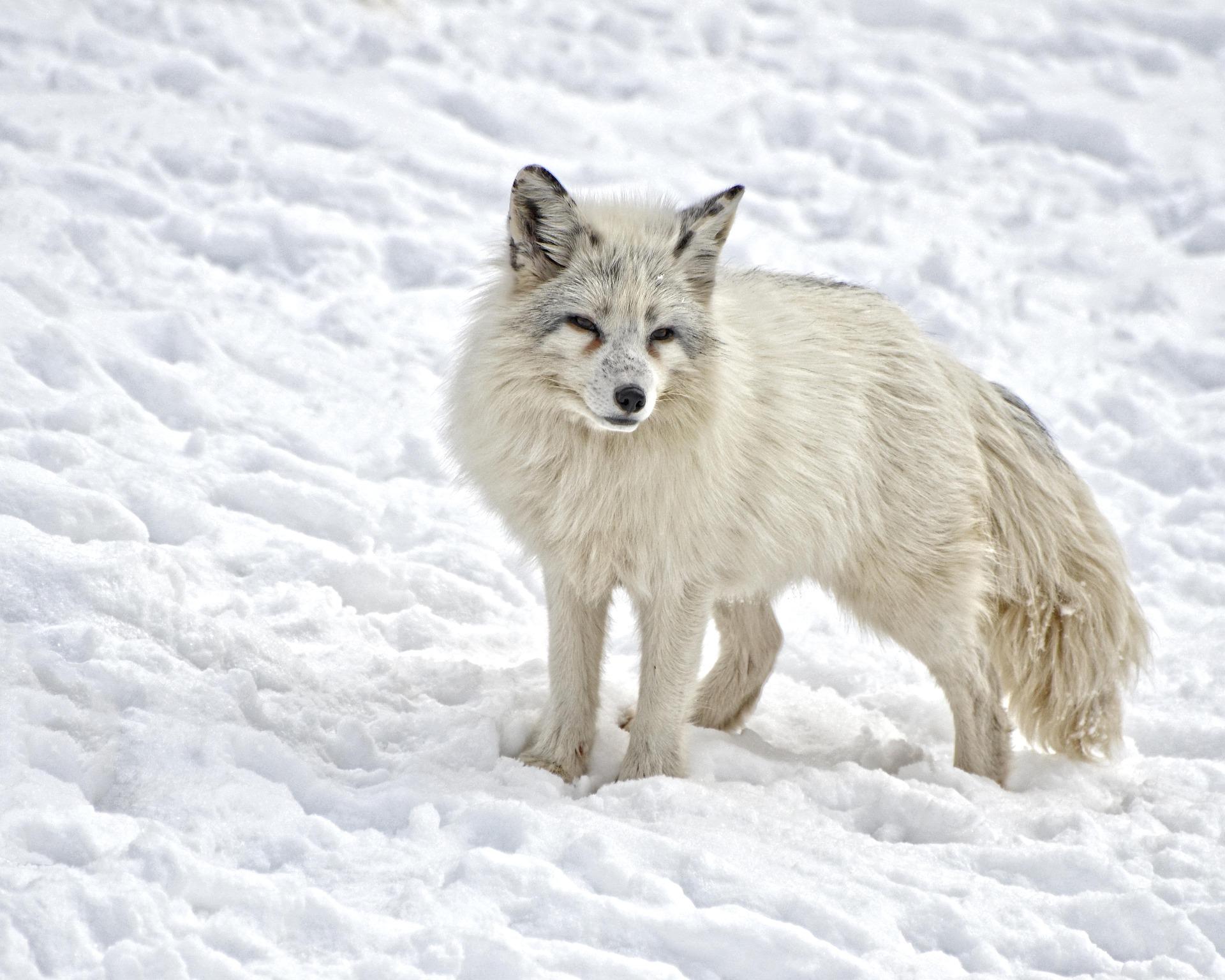 Stop alle pellicce in Europa: la moda sempre più cruelty free