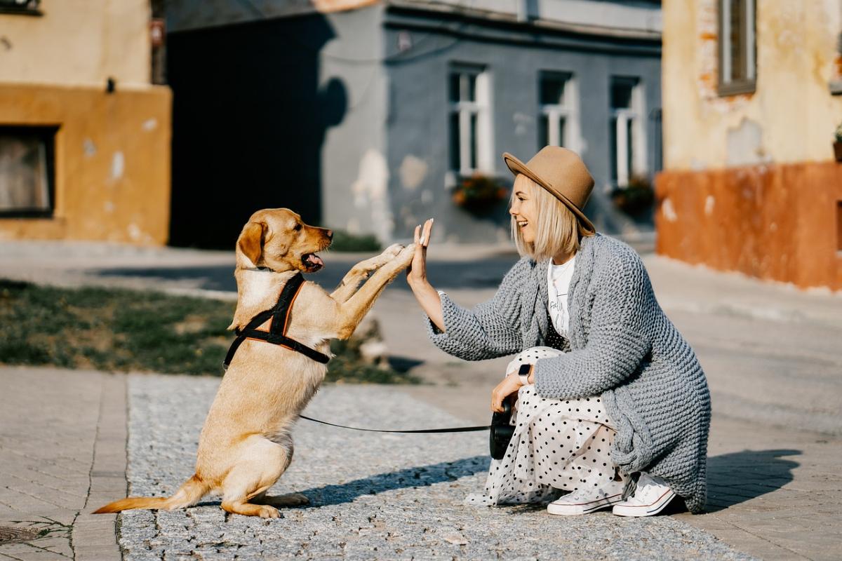 Qual è il miglior cane da tenere in casa? Tutto ciò che c’è da sape…