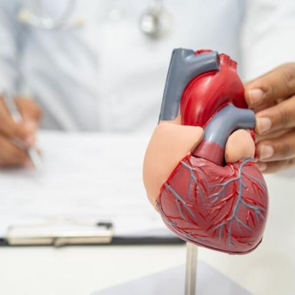 Ricerca tutta italiana: ecco come far rigenerare un cuore colpito da infarto