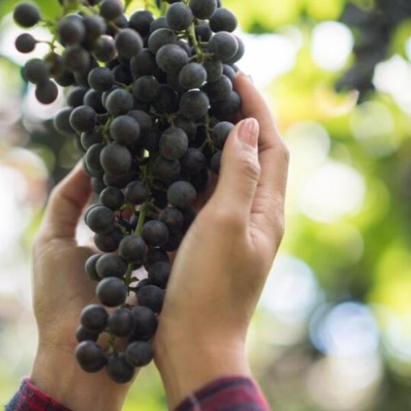 Il resveratrolo è utile contro lo stress, l’ansia e la depressione, ecco in quali alimenti si trova