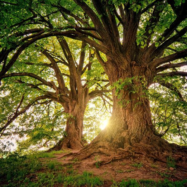 Il Parco Nazionale del Pollino, tutto sull’area protetta più grande d’Italia, a cavallo tra Basilicata e Calabria