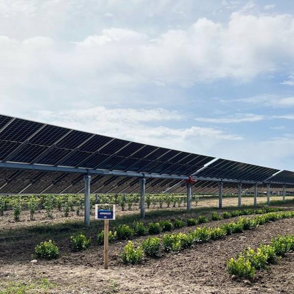 Agrivoltaico: vantaggi per la sostenibilità energetica e per l’agricoltura