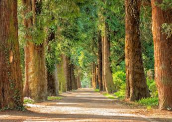 Giornata nazionale degli alberi, Coldiretti festeggia: “6 milioni e mezzo di nuove piante in arrivo grazie a fondi Pnrr”