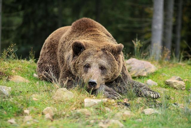  Trentino, passa la legge ammazza orsi: possibili fino a otto abbattimenti l’anno, l’ira degli animalisti