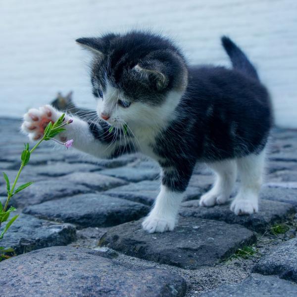 Qual è il gatto più affettuoso? Ecco le razze più socievoli