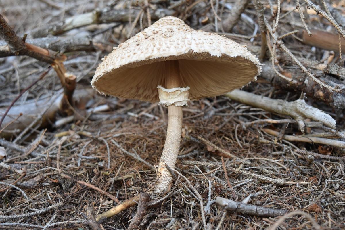 Mazza di tamburo: ricette da provare assolutamente