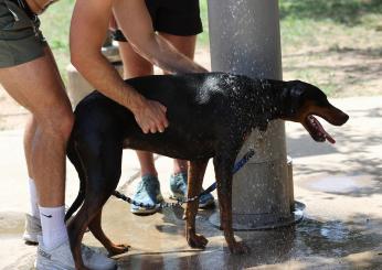 Monza, una lite per il cane si trasforma in tragedia: ragazza sfregiata al volto con un cacciavite