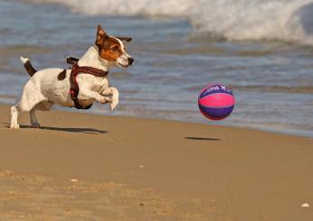 Quali giochi fare con il cane all’aperto? Idee e consigli per divertirsi insieme