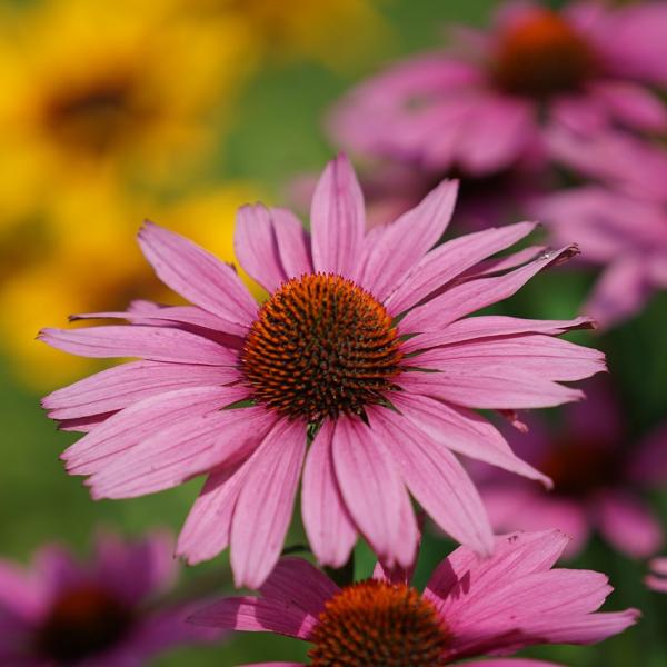 Cos’è l’Echinacea e quali sono le proprietà benefiche di questa pia…