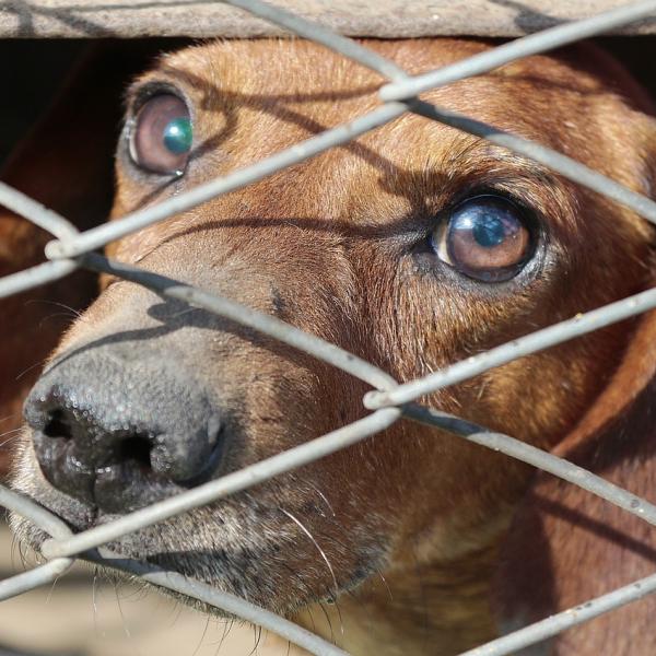 Turchia, l’eutanasia per i cani randagi è una strage di animali? Non si ferma il dibattito. Nuove proteste a Istanbul | VIDEO