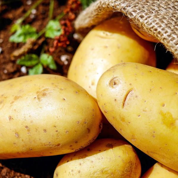 Quando si piantano le patate: il periodo ideale per la semina