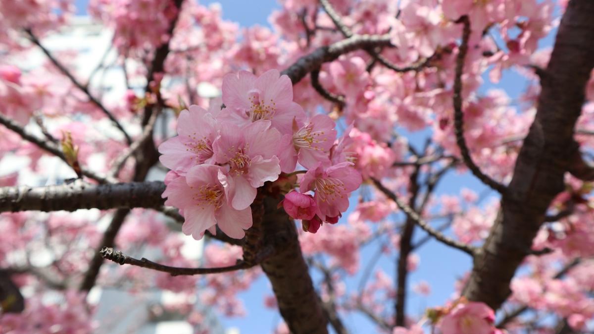 Cos’è l’Hanami e dov’è possibile osservare il fenomeno della fioritura dei ciliegi in Italia